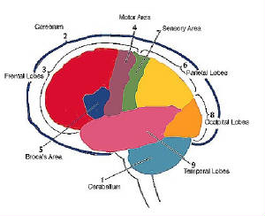 colorbrain.jpg