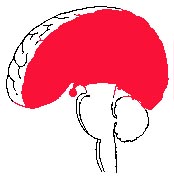 forebrain.jpg