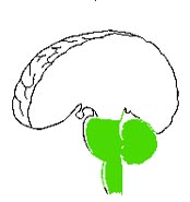 hindbrain.jpg