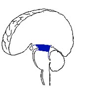 midbrain.jpg